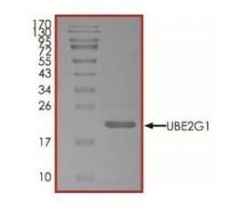 Abcam Recombinant human Ube2G1 protein (Active), 20UG, Quantity: Each of