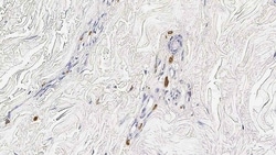 Leica Biosystems 7ML MAST CELL TRYP BONDRTUPRIM, Quantity: Each of 1