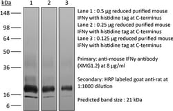 Bio X Cell Antibody, Mouse IFN gamma, XMG1.2, 100 MG, Quantity: Each of