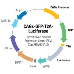 System Biosciences LLC&nbsp;CAGs-GFP-T2A-Luciferase Enhanced Episomal Vector (EEV)CAGs-GFP-T2A-Luciferase Dual Reporter Enhanced Episomal Vector (EEV) = 10ug