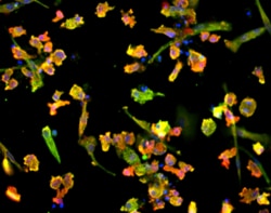 Brainxell Inc Terminally differentiated human microglia ubiquitously expressing