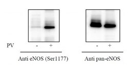Abcam Phospho-eNOS (S1177) and Total eNOS ELISA Kit, 1 x 96 Tests, Quantity:
