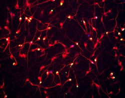 Brainxell Inc Terminally differentiated human cortical glutamatergic neurons;