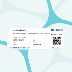 Bio X Cell InVivoMAb Anti-Mouse/Human Phosphorylated PD-1 (CD279), Clone