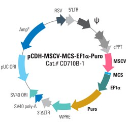 System Biosciences LLC&nbsp;pCDH-MSCV-MCS-EF1α-Puro Cloning and Expression LentivectorpCDH-MSCV-MCS-EF1α-Puro cDNA Dual Promoter Cloning and Expression Lentivector = 10ug