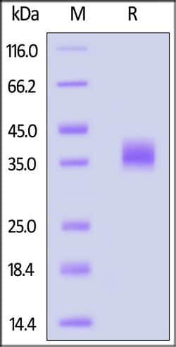 ACROBiosystems BIOTINYLATED SARS-COV2 SPIKE, Quantity: Each of 1