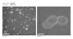 ATCC&nbsp;BETA TC-TET