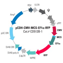 System Biosciences LLC&nbsp;pCDH-CMV-MCS-EF1α-RFP Cloning and Expression LentivectorpCDH-CMV-MCS-EF1α-RFP cDNA Dual Promoter Cloning and Expression Lentivector = >1E6 IFUs