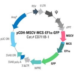 System Biosciences LLC&nbsp;pCDH-MSCV-MCS-EF1α-GFP Cloning and Expression LentivectorpCDH-MSCV-MCS-EF1α-GFP cDNA Dual Promoter Cloning and Expression Lentivector = 10ug