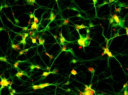 Brainxell Inc Cortical Glutamatergic Neurons (Human iPSC-Derived, Male
