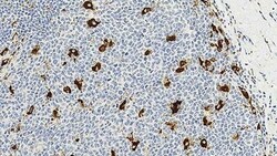 Leica Biosystems 7ML CD68 BOND RTU PRIMARY, Quantity: Each of 1