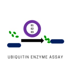 LifeSensors&nbsp;E3LITE Ubiquitin Ligase PLATE only 384-well