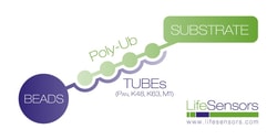 LifeSensors Tandem Ubiquitin Binding Entities (TUBE2) His6 1mg, Quantity: