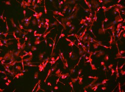 Brainxell Inc Microglia (Human iPSC-Derived, Female Line, 2M), Quantity: