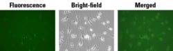 System Biosciences LLC&nbsp;EXOGLOW-RNA EV LABELING KIT = 10 Reactions