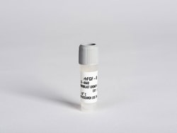 Lonza Walkersville hFGF – Human Fibroblastic Growth Factor, 1 mL, Quantity:
