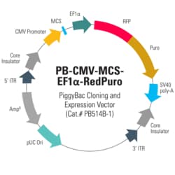 System Biosciences LLC&nbsp;PB-CMV-MCS-EF1α-RedPuro PiggyBac cDNA Cloning and Expression VectorPB-CMV-MCS-EF1α-RedPuro cDNA Cloning and Expression Vector = 10 µg