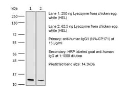 Bio X Cell Human IgG1 (N297A) Isotype, Anti-HEL, 1 MG, Quantity: Each of