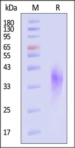 ACROBiosystems Biotinylated Human NKG2D / CD314 Protein, Avitag , His Tag,