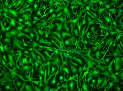 Brainxell Inc Spinal Astrocytes (Human iPSC-Derived, Male Line, 2M), Quantity: