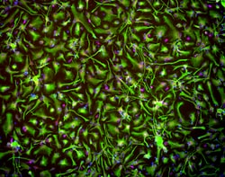 Brainxell Inc Terminally differentiated human spinal astrocytes; Derived from iPSC line WC-30, male. No known neurological or psychiatric disorders. Contents: 1 vial of ≥2x10^6 viable cryopreserved cells