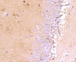 HUABIO RESEARCH INC Anti-MUC4 Antibody [JM19-36], Quantity: Each of 1