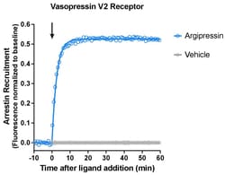 Montana Molecular Borealis Arrestin V2R Assay - 10mL, Quantity: Each of