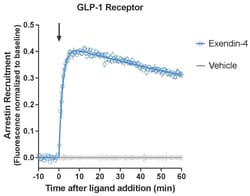 Montana Molecular Borealis Arrestin GLP-1R Assay - 10mL, Quantity: Each