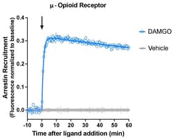 Montana Molecular Borealis Arrestin MOR Assay - 10mL, Quantity: Each of