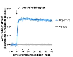 Montana Molecular&nbsp;Borealis Arrestin D1R Assay - 10mL