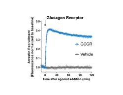 Montana Molecular Borealis Arrestin GCGR Assay - 10mL, Quantity: Each of