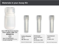 Montana Molecular Green fMP-targeted cADDis cAMP Assay - 10mL