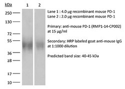 Bio X Cell RecombiMAb Anti-Mouse PD-1, Clone RMP1-14, 1 MG, Quantity: Each