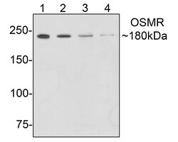 HUABIO RESEARCH INC Anti-OSMR Antibody, Quantity: Each of 1