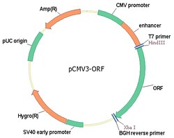 Sino Biological&nbsp;Human, AGTR1/AT1 cDNA ORF Clone, untagged