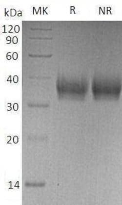 Bon Opus Biosciences Recombinant Human FGF2 (Fibroblast Growth Factor 2)