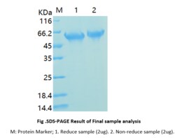Bon Opus Biosciences Recombinant Human Tau protein - Source: E.coli, Quantity: