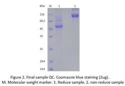 Bon Opus Biosciences Recombinant Mouse IL-11 (N-hFc) - Source: Human 293