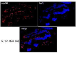 Immunology Consultants Monoclonal Mouse anti-Human Epididymis Protein 4