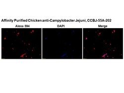 Immunology Consultants Affinity Purified Chicken anti-Campylobacter Jejuni