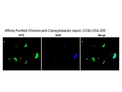 Immunology Consultants Affinity Purified Chicken anti-Campylobacter Jejuni