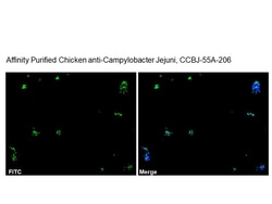 Immunology Consultants Affinity Purified Chicken anti-Campylobacter Jejuni