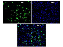 Immunology Consultants Monoclonal Mouse anti-Feline Calicivirus Antibody
