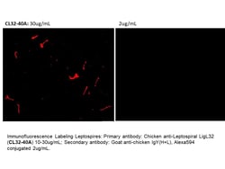 Immunology Consultants Affinity Purified Chicken anti-Canine Leptospira