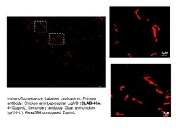Immunology Consultants Affinity Purified Chicken anti-Canine Leptospira