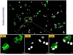 Immunology Consultants Monoclonal Mouse anti-Bovine Coronavirus Antibody