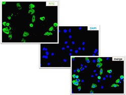 Immunology Consultants Monoclonal Mouse anti-Bovine Coronavirus Antibody