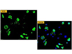 Immunology Consultants Monoclonal Mouse anti-Bovine Coronavirus Antibody
