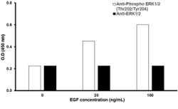 Abcam ERK1 (phospho T202 + Y204) + ERK2 (phospho T185 + Y187) In-Cell ELISA