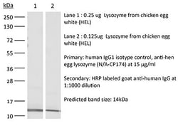 Bio X Cell Bio X Cell RecombiMAb Human IgG1 Isotype Control Antibody (anti-hen